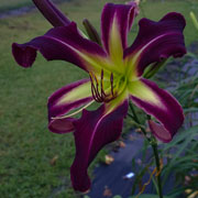 Heavenly Shock The Monkey Daylily
